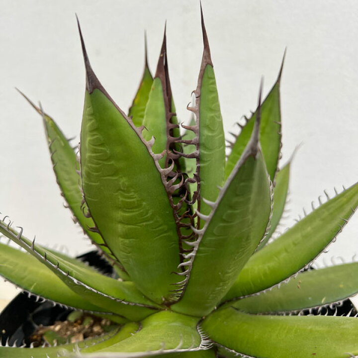 楽天市場】観葉植物/アガベ：ホリダ 7号鉢植え : 園芸ネット プラス