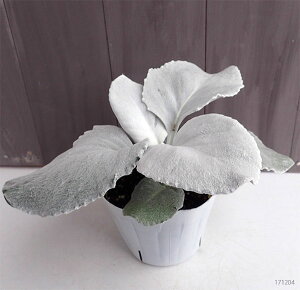 Ԃ̕c/ZlVIFGWFECOX2.5|bg