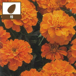 マリーゴールド 花 種の人気商品 通販 価格比較 価格 Com
