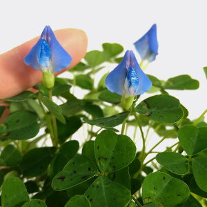 Ԃ̕c/u[N[o[3-3.5|bg