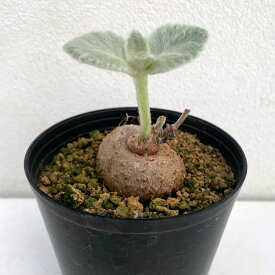 観葉植物/シンニンギア：レウコトリカ（断崖の女王）2.5号鉢植え
