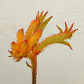 花木 庭木の苗/[ザ・ファームセレクト]カンガルーポー：ブッシュグロー（赤金） 5号鉢植え