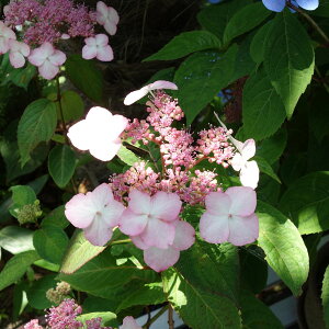 Ԗ ؂̕c/}AWTCFxjKNAWTC3.5-4|bg