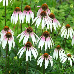 Ԃ̕c/GLiZAFveBp\3.5|bg