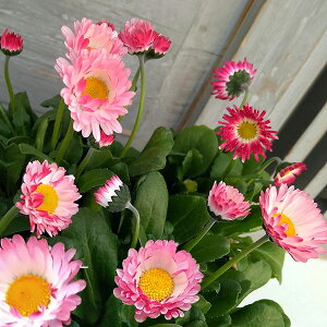 Ԃ̕c/CObVf[W[F|bv 3|bg