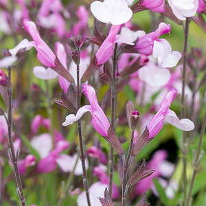 ���Ԃ̕c/�T���r�A�F�W���C4.5���|�b�g