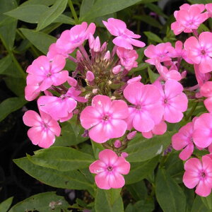 Ԃ̕c/htbNXFAiX^VAiԁj3|bg