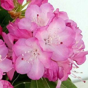 Ԗ ؂̕c/VNiQiΓԁjFAWFJ5A