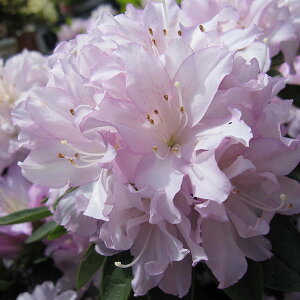 Ԗ ؂̕c/VNiQiΓԁjFMwl 5A