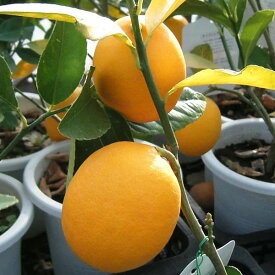 果樹の苗/レモン：サイパンレモン 5号ポット