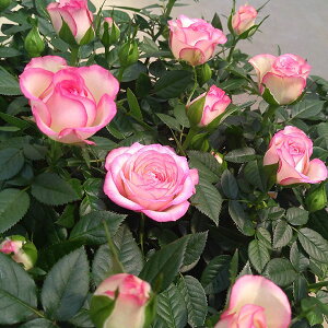 o̕c/~joFJ[ZER_[i3-3.5|bg