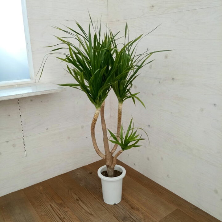 楽天市場 観葉植物 ドラセナ カンボジアーナ 7号22 01 園芸ネット プラス 楽天市場 観葉植物 ドラセナ カンボジアーナ 7号22 01 園芸ネット プラス