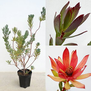 Ԗ ؂̕c/[JfhFVbNXeB[Lh6A