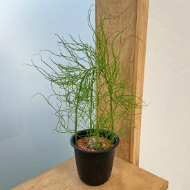 観葉植物/ソウカクデン　3号鉢植え