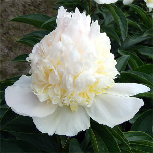 Ԃ̕c/VNNi䉖jFgbvoX6A