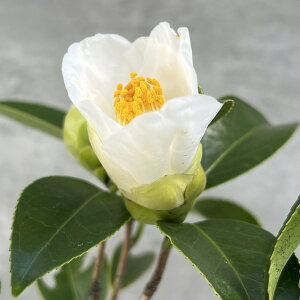 R쑐̕c/ցicoLjFxiイj3|bg