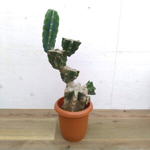 �ϗt�A��/�T�{�e���F�n�V���T�{�e���i�u�����`�d���āj�@7�����A��