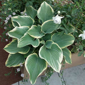 Ԃ̕c/M{EV(zX^)FTKGi͍]j4|bg