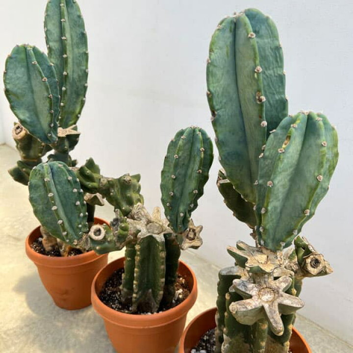楽天市場】観葉植物/サボテン：ハシラサボテン（ブランチ） 6号鉢植え 