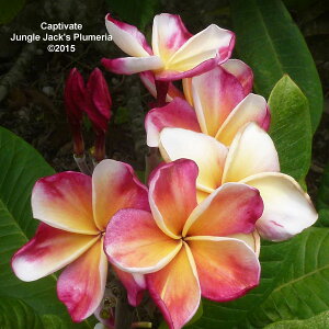 Ԗ ؂̕c/vAFLveBFCgiCaptivatej5A