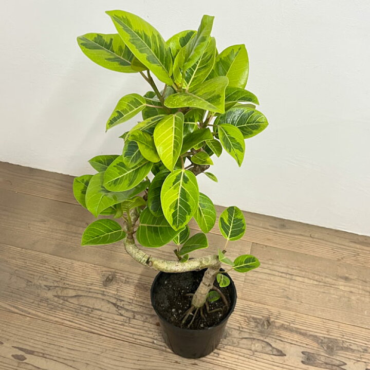 楽天市場】観葉植物/[棚卸セール]フィカス：アルテシマ （らせん仕立て 
