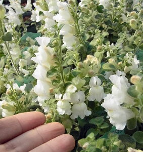 Ԃ̕c/LM\EiiAjFA[O[2.5|bg 3Zbg