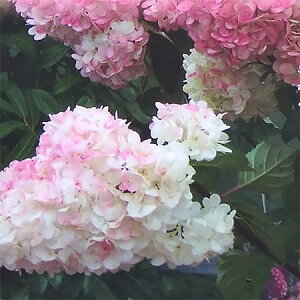 Ԗ ؂̕c/mEcMiЋ؁jFojXgx[3.5-4|bg