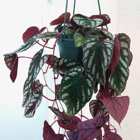観葉植物/シッサス：ディスカラー 5号吊り鉢植え