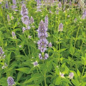 Ԃ̕c/AKX^[VFFu[tH[`3.5|bg