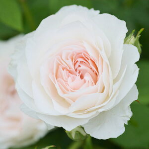 o̕c/[][IZ[]i킯jhFI[uEWF[c7pA