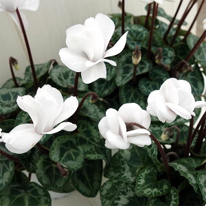 Ԃ̕c/VNFtFA[sRE|[[3O|bg