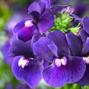 Ԃ̕c/lVAFGbZV@ubNx[3.5|bg 3Zbg