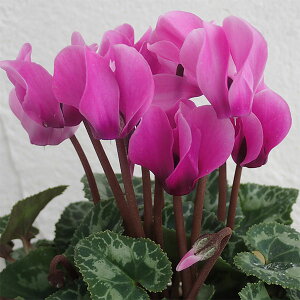 Ԃ̕c/VNFX[p[xm@CgoCIbg3|bg 5Zbg