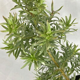 楽天市場 植物 花木 庭木の苗 オーストラリア花木 園芸ネット プラス