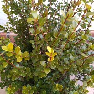 Ԗ ؂̕c/VWMEFuNVtHA5|bg