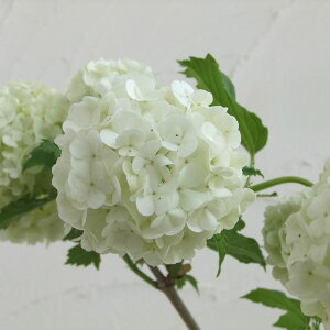 Ԗ ؂̕c/ro[iFXm[{[7|bg1m