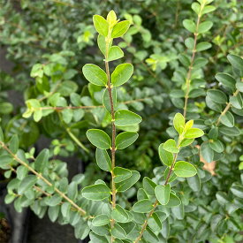 花木 庭木の苗/プリペット緑葉5号ポット樹高40cm　15株セット
