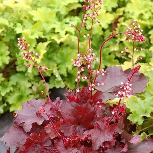 Ԃ̕c/q[PFt@C[`[t3-3.5|bg