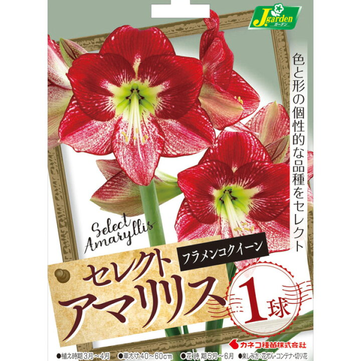 楽天市場 球根 アマリリス フラメンコクイーン 1球入り 園芸ネット プラス