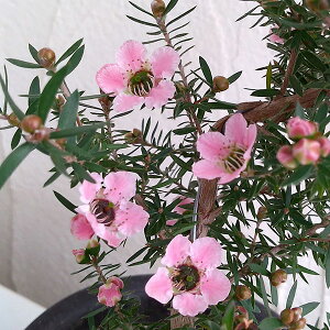 Ԗ ؂̕c/TNMEoCid炫j3.5|bg