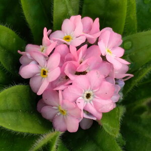 Ԃ̕c/XiOTFi~sN3]3.5|bg