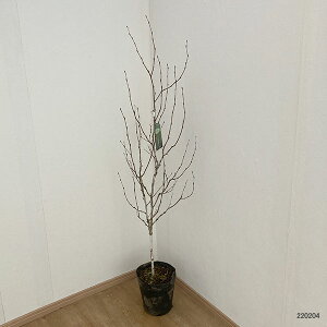 Ԗ ؂̕c/[IZ[]VJoijF^ɂȂݗ7|bg