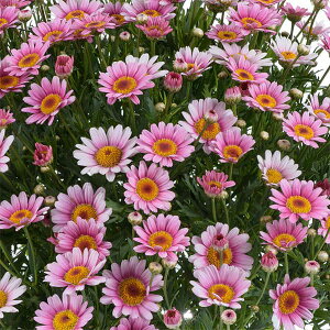 Ԃ̕c/}[KbgF[[Y }V}4|bg