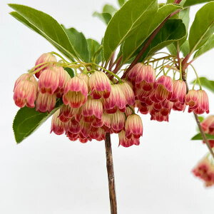 Ԗ ؂̕c/hE_ccWFgсigXсj3-3.5|bg