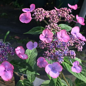 Ԗ ؂̕c/}AWTCFq_JVjVL}iVюRj4|bg