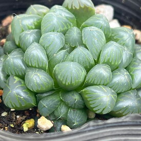 観葉植物/ハオルチア：オブツーサ 3号ポット
