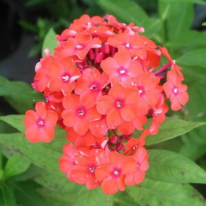 Ԃ̕c/htbNXFIWG[giIWj3|bg