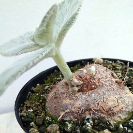 観葉植物/シンニンギア：レウコトリカ（断崖の女王）3号鉢植え