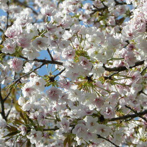 Ԗ ؂̕c/FiTTxj3.5|bg