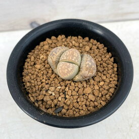 観葉植物/リトープス：白花　繭形玉（まゆがたぎょく）2.5号鉢植え